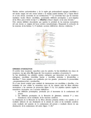 Muchos núcleos periventriculares y de la región gris periacueductal segregan encefalinas y
del núcleo magno del rafe envían señales a la medula espinal (laminas I,II y V)para liberar
en el asta dorsal, serotonina de sus terminaciones.3,6,8 La serotonina hace que las neuronas
medulares locales liberen encefalinas, ocasionando inhibición presinaptica y post-sinaptica
de las fibras para el dolor de tipo C y Aδ(delta) al hacer sinapsis en las astas dorsales.3
Otro sistema inhibidor descendente que suprime la actividad de las neuronas nociceptivas
del asta dorsal, se originan del locus cerúleos noraadrenérgico, bloqueando la activación de
las neuronas de las láminas I y V mediante acciones inhibitorias directas e indirectas. 6
OPIODES ENDOGENOS
El cerebro tiene receptores específicos para los opiodes. Se han identificado tres clases de
receptores: mu (µ), delta (δ), kappa (k). Son receptores acoplados a la proteína G.
Se han identificado tres péptidos opiodes endógenos que interactúan con los receptores
endógenos: encefalinas (encefalina leucina y encefalina metionina ), β-endorfinas y
dinorfinas.3,6 Estos péptidos son codificados por tres grandes precursores: la proencefalina
, proopiomelanocortina y prodinorfina.
En el asta dorsal contiene gran cantidad de interneuronas con encefalinas y dinorfina, y los
terminales de esas células se encuentran cerca de las sinapsis entre las fibras aferentes
nociceptivas y las neuronas de proyección (figura 11-A). Los péptidos opiodes regulan la
transmisión nociceptiva con 2 acciones inhibidoras:
1. una inhibición postsinaptica, producida por el incremento de la conductancia del
potasio
2. una inhibición presinaptica de la liberación de glutamato, sustancia P y otros
transmisores de los terminales de las neuronas sensitivas.
La disminución de la liberación de las fibras aferentes primarias debida a los opiodes es el
resultado indirecto de una disminución de la entrada de calcio en las terminales sensitivas
como resultado del aumento de la conductancia del potasio o resultado directo de una
disminución de la conductancia del calcio (figura 11-B).6
 