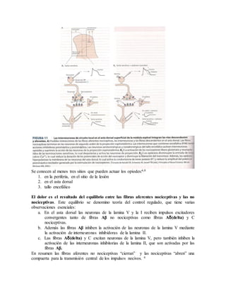 Se conocen al menos tres sitios que pueden actuar los opiodes:6,8
1. en la periferia, en el sitio de la lesión
2. en el asta dorsal
3. tallo encefálico
El dolor es el resultado del equilibrio entre las fibras aferentes nociceptivas y las no
nociceptivas. Este equilibrio se denomino teoría del control regulado, que tiene varias
observaciones esenciales:
a. En el asta dorsal las neuronas de la lamina V y la I reciben impulsos excitadores
convergentes tanto de fibras Aβ no nociceptivas como fibras Aδ(delta) y C
nociceptivas.
b. Además las fibras Aβ inhiben la activación de las neuronas de la lamina V mediante
la activación de interneuronas inhibidoras de la lamina II.
c. Las fibras Aδ(delta) y C excitan neuronas de la lamina V, pero también inhiben la
activación de las interneuronas inhibitorias de la lamina II, que son activadas por las
fibras Aβ.
En resumen las fibras aferentes no nociceptivas “cierran” y las nociceptivas “abren” una
compuerta para la transmisión central de los impulsos nocivos. 6
 