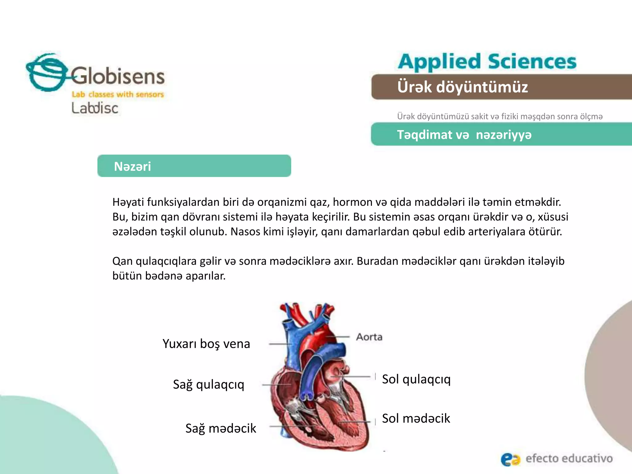 Nəzəri
Həyati funksiyalardan biri də orqanizmi qaz, hormon və qida maddələri ilə təmin etməkdir.
Bu, bizim qan dövranı sistemi ilə həyata keçirilir. Bu sistemin əsas orqanı ürəkdir və o, xüsusi
əzələdən təşkil olunub. Nasos kimi işləyir, qanı damarlardan qəbul edib arteriyalara ötürür.
Qan qulaqcıqlara gəlir və sonra mədəciklərə axır. Buradan mədəciklər qanı ürəkdən itələyib
bütün bədənə aparılar.
Təqdimat və nəzəriyyə
Ürək döyüntümüz
Ürək döyüntümüzü sakit və fiziki məşqdən sonra ölçmə
Yuxarı boş vena
Sağ qulaqcıq
Sağ mədəcik
Sol qulaqcıq
Sol mədəcik
 