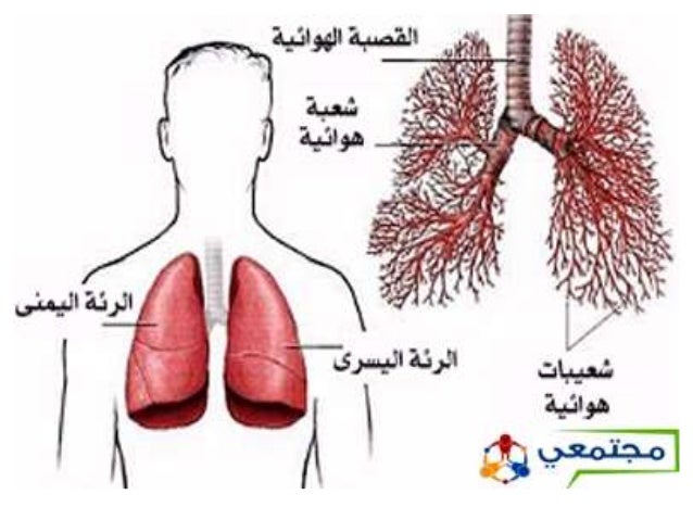مرض الربوالشعبي