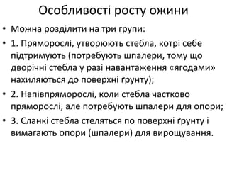 • Можна розділити на три групи:
• 1. Пряморослі, утворюють стебла, котрі себе
підтримують (потребують шпалери, тому що
дворічні стебла у разі навантаження «ягодами»
нахиляються до поверхні ґрунту);
• 2. Напівпряморослі, коли стебла частково
пряморослі, але потребують шпалери для опори;
• 3. Сланкі стебла стеляться по поверхні ґрунту і
вимагають опори (шпалери) для вирощування.
Особливості росту ожини
 