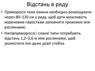 • Пряморослі типи ожини необхідно розміщувати
через 80–120 см у ряду, щоб дати можливість
кореневим паросткам заповнити проміжки між
рослинами;
• Напівпряморослі і сланкі типи потребують
відстань 1,2–2,6 м між рослинами, щоб
розмістити їхні дуже довгі стебла.
Відстань в ряду
 