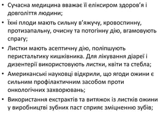 • Сучасна медицина вважає її еліксиром здоров’я і
довголіття людини;
• Їхні плоди мають сильну в’яжучу, кровоспинну,
протизапальну, очисну та потогінну дію, вгамовують
спрагу;
• Листки мають асептичну дію, поліпшують
перистальтику кишківника. Для лікування діареї і
дизентерії використовують листки, квіти та стебла;
• Американські науковці відкрили, що ягоди ожини є
сильним профілактичним засобом проти
онкологічних захворювань;
• Використання екстрактів та витяжок із листків ожини
у виробництві зубних паст сприяє зміцненню зубів;
 