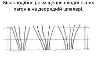 Віялоподібне розміщення плодоносних
пагонів на дворядній шпалері.
 