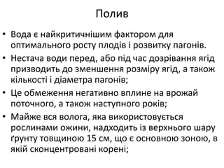 • Вода є найкритичнішим фактором для
оптимального росту плодів і розвитку пагонів.
• Нестача води перед, або під час дозрівання ягід
призводить до зменшення розміру ягід, а також
кількості і діаметра пагонів;
• Це обмеження негативно вплине на врожай
поточного, а також наступного років;
• Майже вся волога, яка використовується
рослинами ожини, надходить із верхнього шару
ґрунту товщиною 15 см, що є основною зоною, в
якій сконцентровані корені;
Полив
 