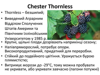 Chester Thornless
• Thornless – безшипий;
• Виведений Аграрним
Відділом Сполучених
Штатів Америки та
Північним Іллінойським
Університетом у 1985 р.
• Крупні, щільні плоди дозрівають наприкінці сезону;
• Напівпряморослий, потребує опори.
Високопродуктивний, придатний для переробки.
• Стійкий до подвійного цвітіння. Уражується бурою
плямистістю;
• Витримує морози до -29°С, тому можна пробувати
не укривати, або укривати завчасно (пагони потужні)
 