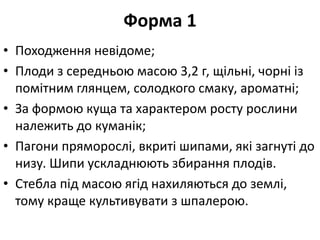 Форма 1
• Походження невідоме;
• Плоди з середньою масою 3,2 г, щільні, чорні із
помітним глянцем, солодкого смаку, ароматні;
• За формою куща та характером росту рослини
належить до куманік;
• Пагони пряморослі, вкриті шипами, які загнуті до
низу. Шипи ускладнюють збирання плодів.
• Стебла під масою ягід нахиляються до землі,
тому краще культивувати з шпалерою.
 