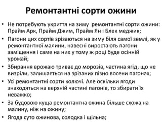 Ремонтантні сорти ожини
• Не потребують укриття на зиму ремонтантні сорти ожини:
Прайм Арк, Прайм Джим, Прайм Ян і Блек меджик;
• Пагони цих сортів зрізаються на зиму біля самої землі, як у
ремонтантної малини, навесні виростають пагони
заміщення і саме на них у тому ж році буде осінній
урожай;
• Збирання врожаю триває до морозів, частина ягід, що не
визріли, залишається на зрізаних пізно восени пагонах;
• Усі ремонтантні сорти колючі. Але оскільки ягоди
знаходяться на верхній частині пагонів, то збирати їх
неважко;
• За будовою куща ремонтантна ожина більше схожа на
малину, ніж на ожину;
• Ягода суто ожинова, солодка і щільна;
 