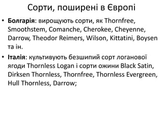 • Болгарія: вирощують сорти, як Thornfree,
Smoothstem, Comanche, Cherokee, Cheyenne,
Darrow, Theodor Reimers, Wilson, Kittatini, Boysen
та ін.
• Італія: культивують безшипий сорт логанової
ягоди Thornless Logan і сорти ожини Black Satin,
Dirksen Тhornless, Thornfree, Thornless Evergreen,
Hull Thornless, Darrow;
Сорти, поширені в Європі
 