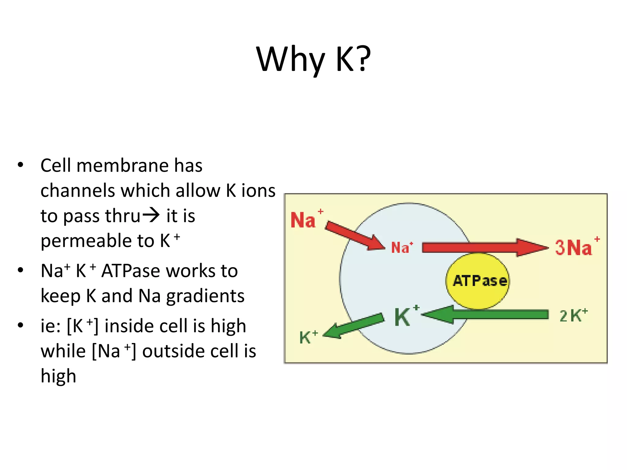 Why K?
• Cell membrane has
channels which allow K ions
to pass thru it is
permeable to K +
• Na+ K + ATPase works to
keep K and Na gradients
• ie: [K +] inside cell is high
while [Na +] outside cell is
high
 