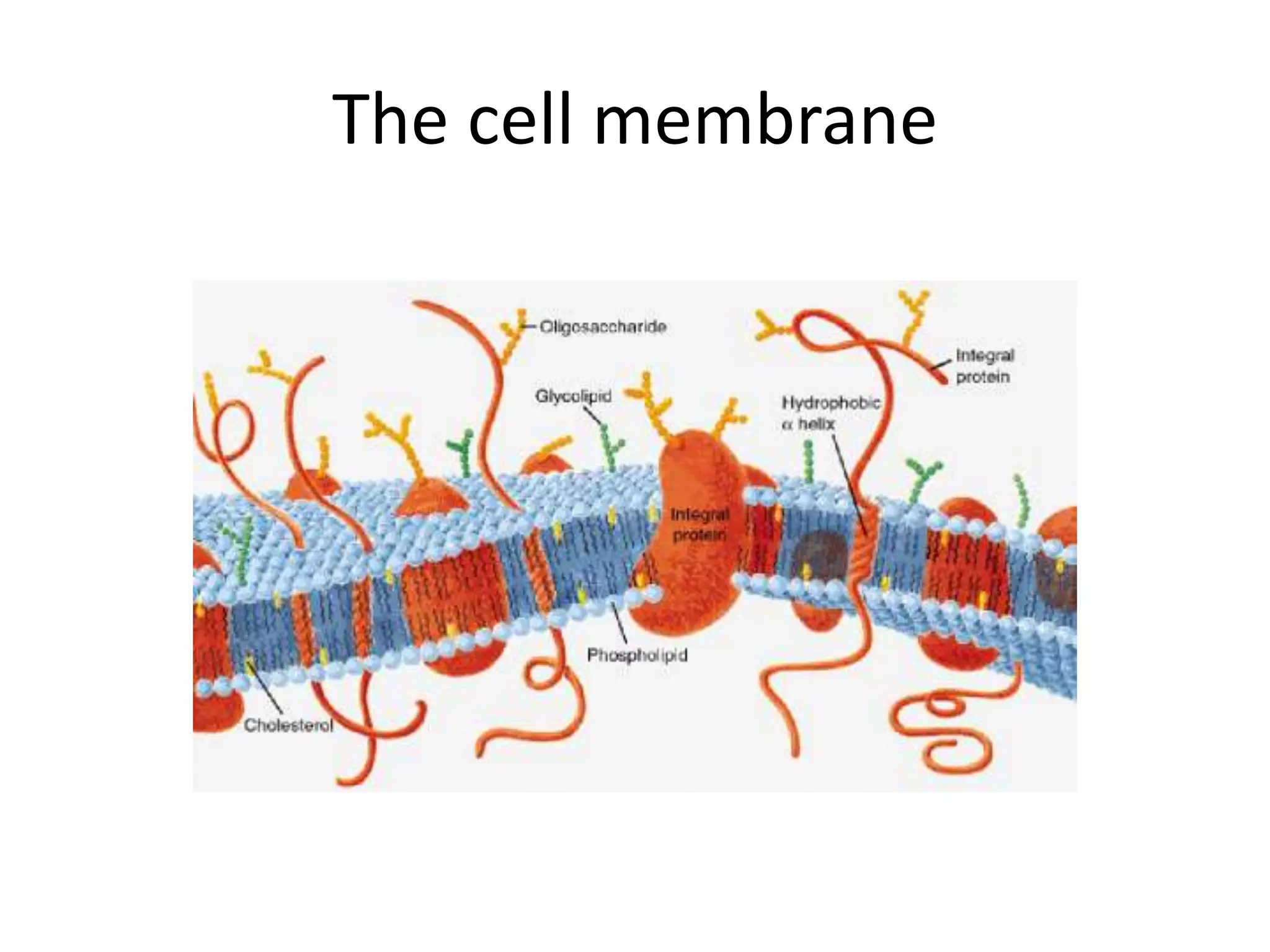 The cell membrane
 