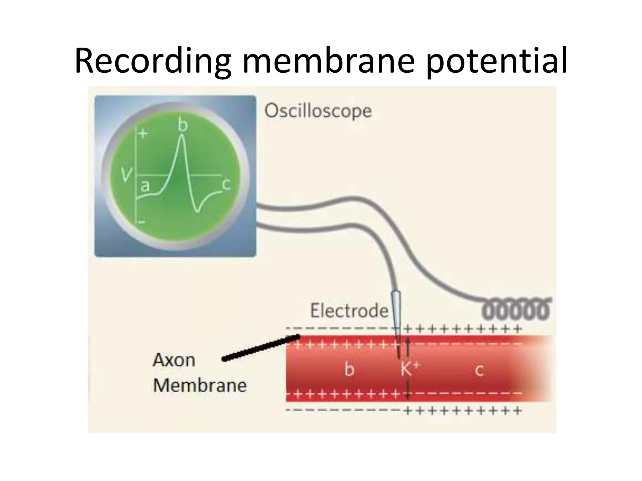 Recording membrane potential
 
