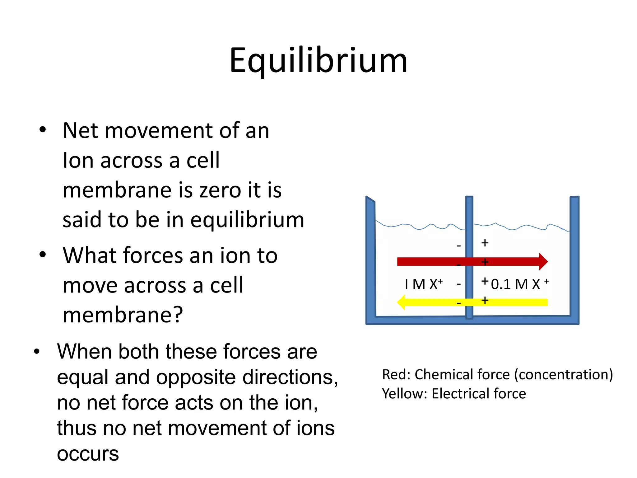 Equilibrium
• Net movement of an
Ion across a cell
membrane is zero it is
said to be in equilibrium
• What forces an ion to
move across a cell
membrane?
I M X+ 0.1 M X +
-
-
-
-
+
+
+
+
Red: Chemical force (concentration)
Yellow: Electrical force
• When both these forces are
equal and opposite directions,
no net force acts on the ion,
thus no net movement of ions
occurs
 