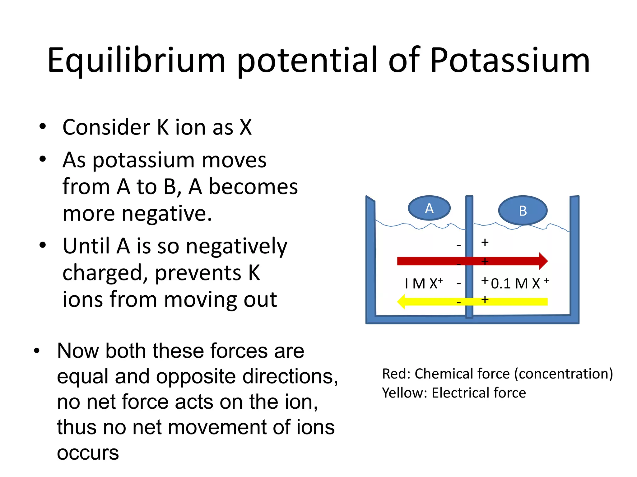 Equilibrium potential of Potassium
• Consider K ion as X
• As potassium moves
from A to B, A becomes
more negative.
• Until A is so negatively
charged, prevents K
ions from moving out
I M X+ 0.1 M X +
-
-
-
-
+
+
+
+
Red: Chemical force (concentration)
Yellow: Electrical force
• Now both these forces are
equal and opposite directions,
no net force acts on the ion,
thus no net movement of ions
occurs
A B
 