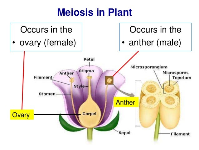 Biology form 4 chapter 5 cell dvision part 2 (meiosis)