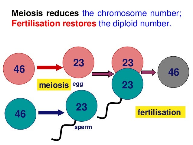 biology form 4 chapter 5 cell dvision part 2 meiosis meiosis to form an egg