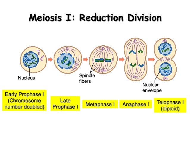 Biology Form 4 Chapter 5 Cell Dvision Part 2 Meiosis