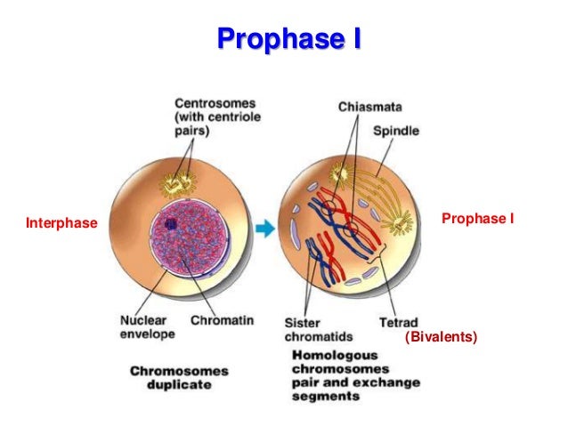 In Ovaries, The Final Products Of Meiosis Are Biology form 4 chapter 5 cell dvision part 2 (meiosis)