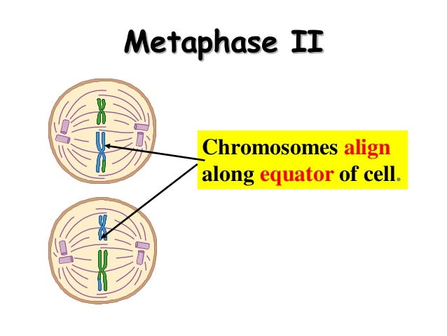Biology Form 4 Chapter 5 Cell Dvision Part 2 Meiosis