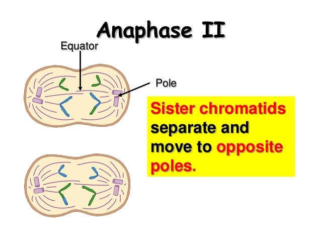 Biology form 4 chapter 5 cell dvision part 2 (meiosis)