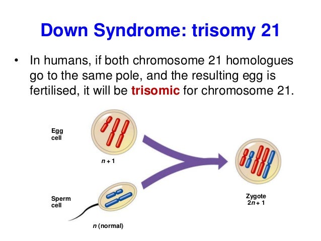 biology form 4 chapter 5 cell dvision part 2 meiosis meiosis to form an egg