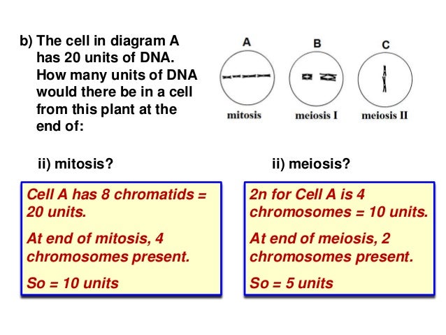 biology form 4 chapter 5 cell dvision part 2 meiosis in an organism with 52 chromosomes how many bivalents would be expected to form during meiosis