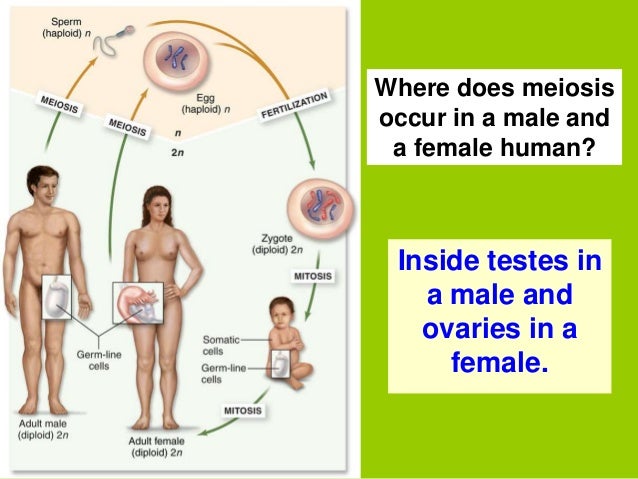 Biology form 4 chapter 5 cell dvision part 2 (meiosis) Biology form 4 chapter 5 cell dvision part 2 (meiosis)