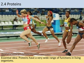 2.4 Proteins
Essential idea: Proteins have a very wide range of functions in living
organisms.
http://cache3.asset-cache.net/gc/51202239-yuliya-nesterenko-of-belarus-crosses-the-
gettyimages.jpg?v=1&c=IWSAsset&k=2&d=OCUJ5gVf7YdJQI2Xhkc2QOqjLY8FuI8qcdGeNvLiDROg3o1yGz6M8rrzlx
WHsL6l
 