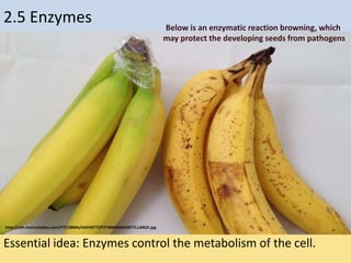 2.5 Enzymes
Essential idea: Enzymes control the metabolism of the cell.
http://cdn.instructables.com/F7F/38MA/HAFHKT7I/F7F38MAHAFHKT7I.LARGE.jpg
Below is an enzymatic reaction browning, which
may protect the developing seeds from pathogens
 
