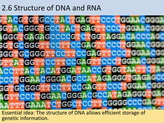 2.6 Structure of DNA and RNA
Essential idea: The structure of DNA allows efficient storage of
genetic information.
 