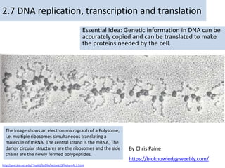 By Chris Paine
https://bioknowledgy.weebly.com/
2.7 DNA replication, transcription and translation
Essential Idea: Genetic information in DNA can be
accurately copied and can be translated to make
the proteins needed by the cell.
The image shows an electron micrograph of a Polysome,
i.e. multiple ribosomes simultaneous translating a
molecule of mRNA. The central strand is the mRNA, The
darker circular structures are the ribosomes and the side
chains are the newly formed polypeptides.
http://urei.bio.uci.edu/~hudel/bs99a/lecture23/lecture4_2.html
 