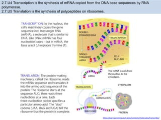 2.7 dna replication, transcription, and translation