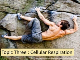Essential idea: Cell respiration supplies energy for the
functions of life
2.8 Cellular Respiration
http://i4.mirror.co.uk/incoming/article1231114.ece/alternates/s615/Jamaicas-
Usain-Bolt-runs-to-a-first-place-finish-in-his-mens-200m-round-1-heat.jpg
 