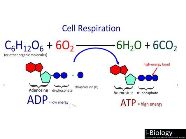 How is the rate of cellular respiration measured?
