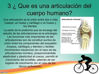 3 ¿ Que es una articulación del
cuerpo humano?
Una articulación es la unión entre dos o más
huesos, un hueso y cartílago o un hueso y
los dientes.
La parte de la anatomía que se encarga del
estudio de las articulaciones es la artrología.
Las funciones más importantes de las
articulaciones son de constituir puntos de
unión entre los componentes del esqueleto
(huesos, cartílagos y dientes) y facilitar
movimientos mecánicos (en el caso de las
articulaciones móviles), proporcionándole
elasticidad y plasticidad al cuerpo, permitir el
crecimiento del encéfalo, además de ser
lugares de crecimiento (en el caso de los
discos epifisiarios).
 