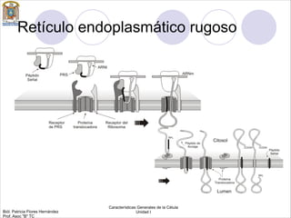 Retículo endoplasmático rugoso
Biól. Patricia Flores Hernández
Prof. Asoc "B" TC
Características Generales de la Célula
Unidad I
 