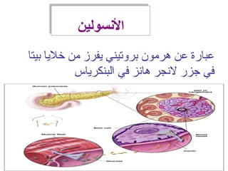 ‫بيتا‬ ‫خلايا‬ ‫من‬ ‫ايفرز‬ ‫بروتيني‬ ‫هرمون‬ ‫عن‬ ‫عبارة‬
‫البنكراياس‬ ‫في‬ ‫هانز‬ ‫لنجر‬ ‫جزر‬ ‫في‬
‫النسولين‬‫النسولين‬
 
