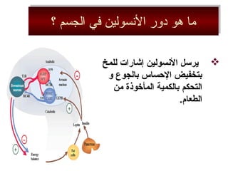 ‫؟‬ ‫الجسم‬ ‫في‬ ‫السنسولين‬ ‫دور‬ ‫هو‬ ‫ما‬‫؟‬ ‫الجسم‬ ‫في‬ ‫السنسولين‬ ‫دور‬ ‫هو‬ ‫ما‬
‫للمخ‬ ‫إشارات‬ ‫النسولين‬ ‫يرسل‬
‫و‬ ‫بالجوع‬ ‫الحساس‬ ‫بتخفيض‬
‫التحكم‬‫من‬ ‫المأخوذة‬ ‫بالكمية‬
.‫الطعام‬
 