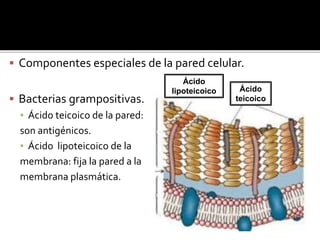  Componentes especiales de la pared celular.
 Bacterias grampositivas.
▪ Ácido teicoico de la pared:
son antigénicos.
▪ Ácido lipoteicoico de la
membrana: fija la pared a la
membrana plasmática.
Ácido
lipoteicoico Ácido
teicoico
 