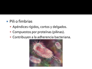  Pili o fimbrias
 Apéndices rígidos, cortos y delgados.
 Compuestos por proteínas (pilinas).
 Contribuyen a la adherencia bacteriana.
 