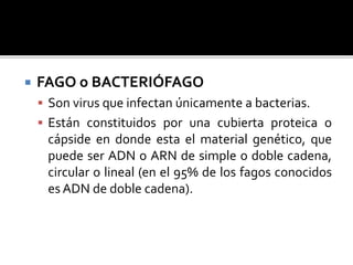  FAGO o BACTERIÓFAGO
 Son virus que infectan únicamente a bacterias.
 Están constituidos por una cubierta proteica o
cápside en donde esta el material genético, que
puede ser ADN o ARN de simple o doble cadena,
circular o lineal (en el 95% de los fagos conocidos
es ADN de doble cadena).
 
