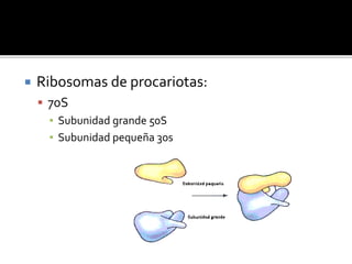  Ribosomas de procariotas:
 70S
▪ Subunidad grande 50S
▪ Subunidad pequeña 30s
 