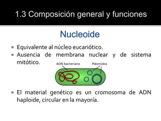  Equivalente al núcleo eucariótico.
 Ausencia de membrana nuclear y de sistema
mitótico.
 El material genético es un cromosoma de ADN
haploide, circular en la mayoría.
 