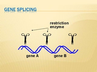 Basics of Genetics | PPTX