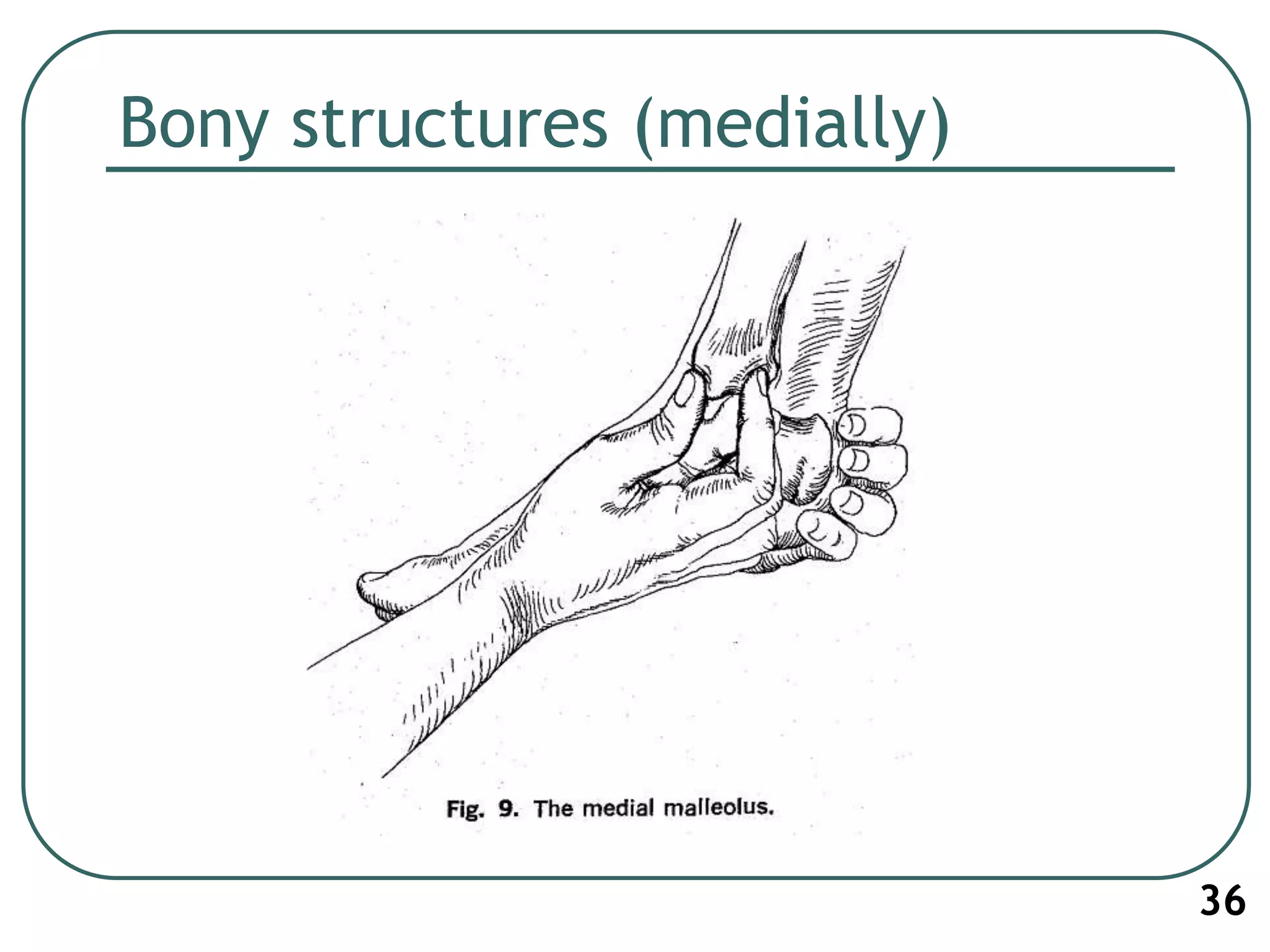 Bony structures (medially)
36
 