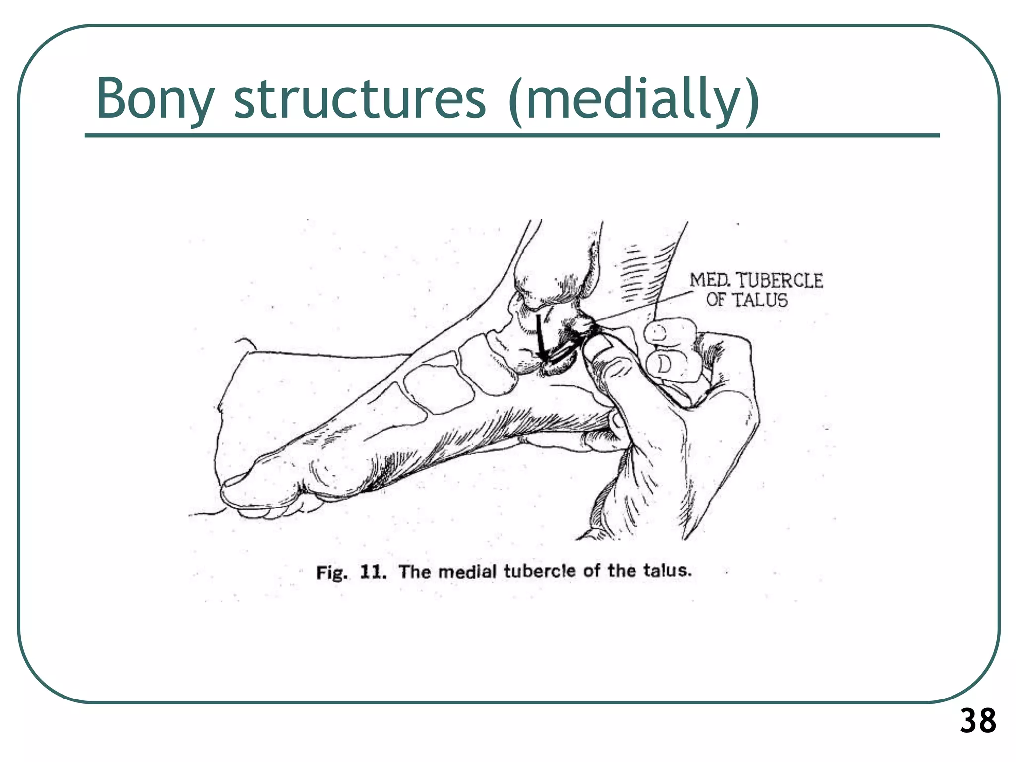 Bony structures (medially)
38
 