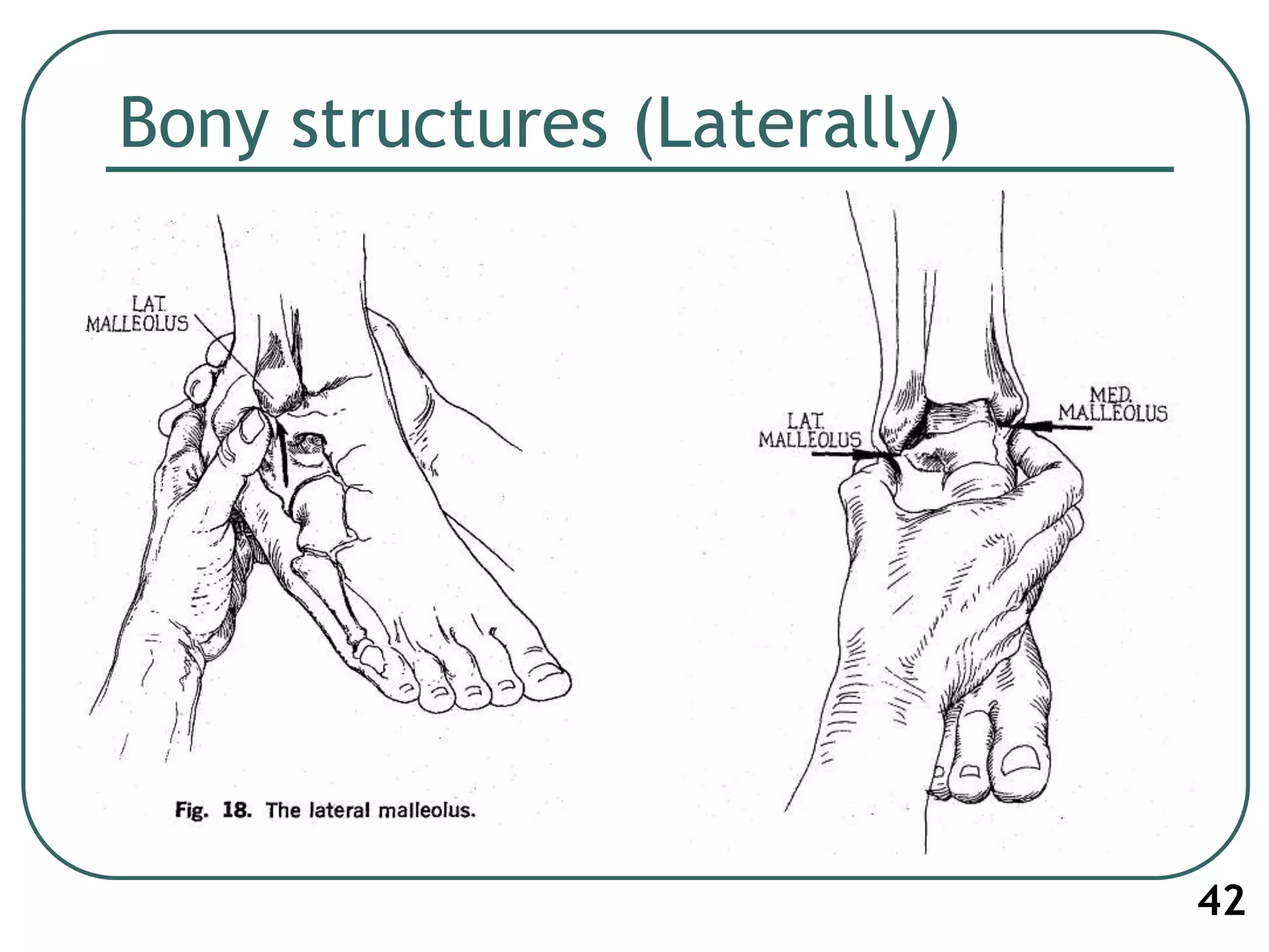 Bony structures (Laterally)
42
 