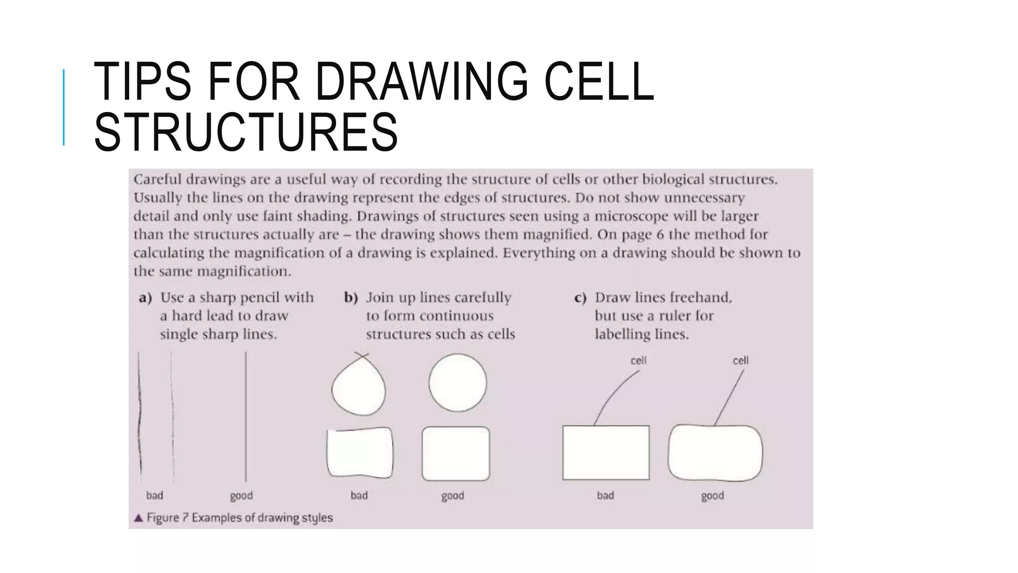 TIPS FOR DRAWING CELL
STRUCTURES
 