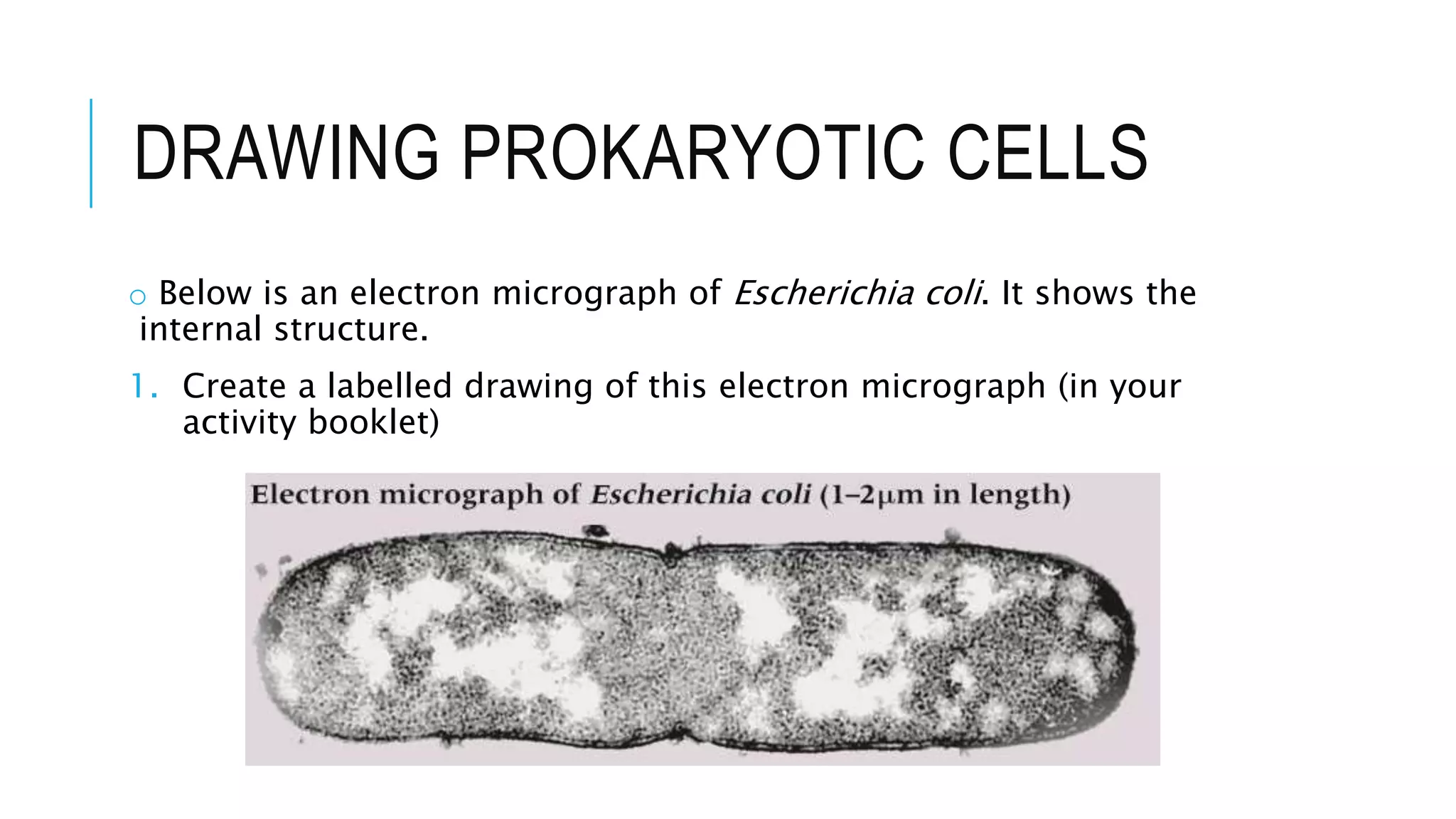 DRAWING PROKARYOTIC CELLS
o Below is an electron micrograph of Escherichia coli. It shows the
internal structure.
1. Create a labelled drawing of this electron micrograph (in your
activity booklet)
 