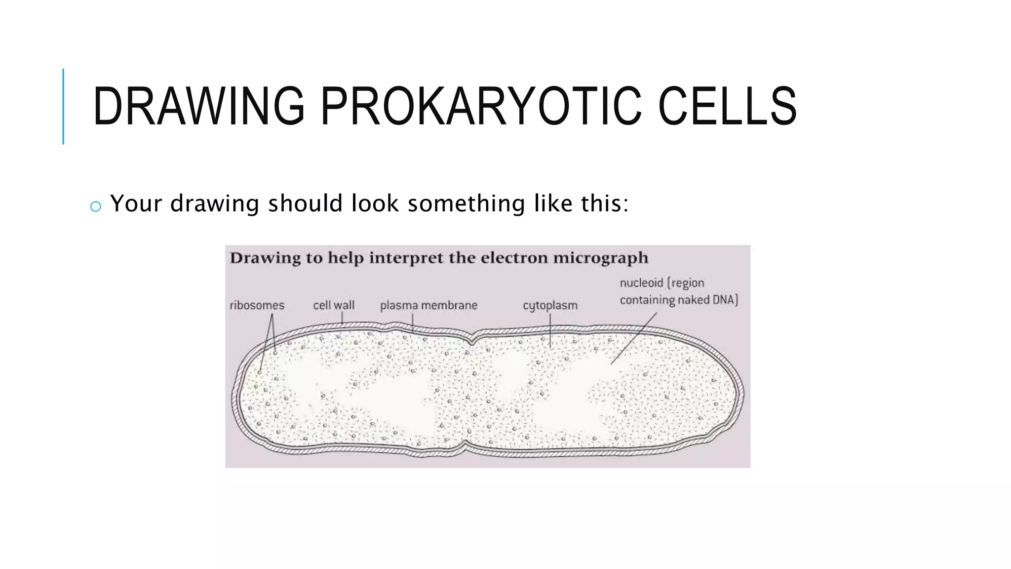 DRAWING PROKARYOTIC CELLS
o Your drawing should look something like this:
 